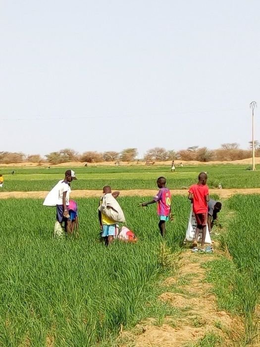 Agriculture 1